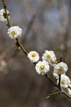 梅花 花朵 花卉 花枝 花蕊
