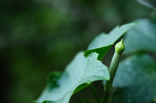 藤蔓