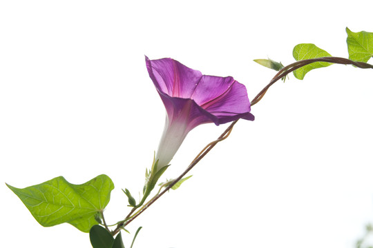 牽牛花