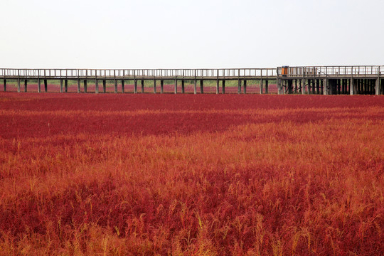盤(pán)錦紅海灘
