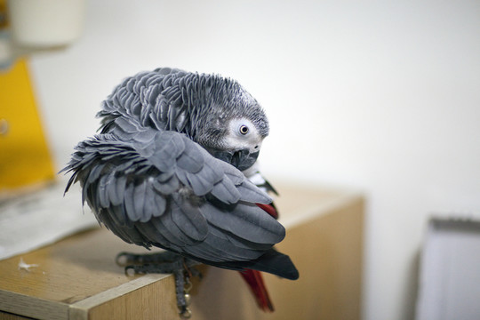 非洲鸚鵡 灰鸚鵡 寵物鳥 鳥類