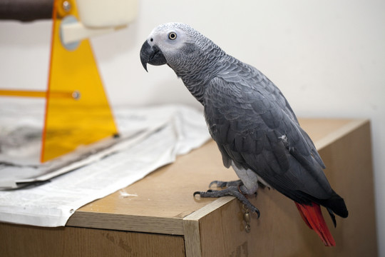 非洲鸚鵡 灰鸚鵡 寵物鳥(niǎo) 鳥(niǎo)類