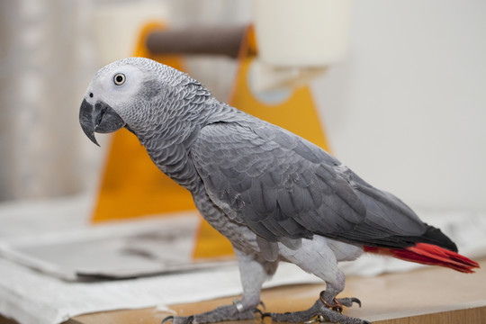非洲鸚鵡 灰鸚鵡 寵物鳥 鳥類