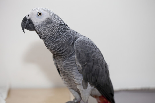非洲鸚鵡 灰鸚鵡 寵物鳥 鳥類