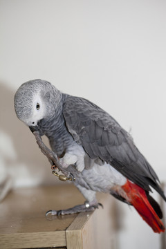 非洲鸚鵡 灰鸚鵡 寵物鳥 鳥類
