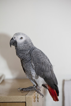非洲鸚鵡 灰鸚鵡 寵物鳥(niǎo) 鳥(niǎo)類
