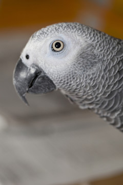 非洲鸚鵡 灰鸚鵡 寵物鳥 鳥類