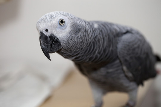 非洲鸚鵡 灰鸚鵡 寵物鳥(niǎo) 鳥(niǎo)類(lèi)