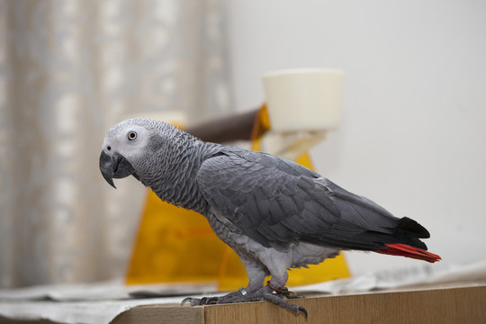 非洲鸚鵡 灰鸚鵡 寵物鳥(niǎo) 鳥(niǎo)類