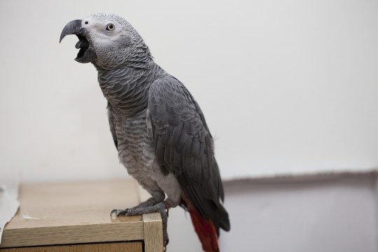非洲鸚鵡 灰鸚鵡 寵物鳥 鳥類