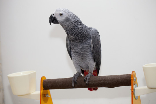 非洲鸚鵡 灰鸚鵡 寵物鳥 鳥類