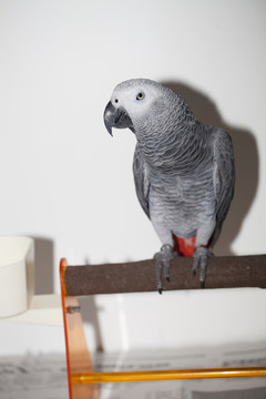 非洲鸚鵡 灰鸚鵡 寵物鳥 鳥類