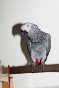 非洲鸚鵡 灰鸚鵡 寵物鳥 鳥類