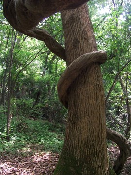 樹木