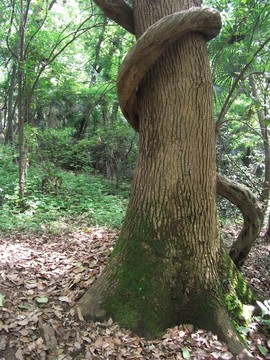 樹木