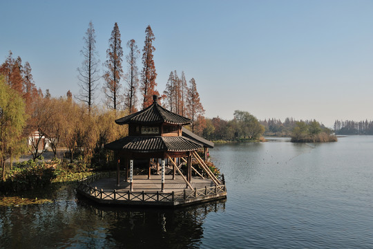 西湖 楊公堤 秋季 枯葉 湖