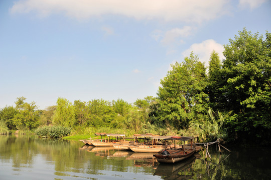 杭州 西溪 公園 夏天 早晨