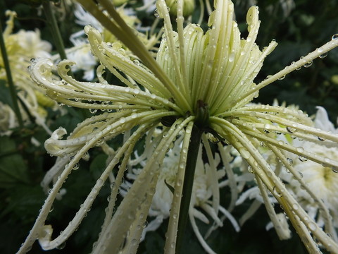 菊花