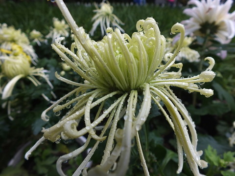 菊花