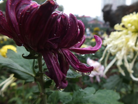 菊花