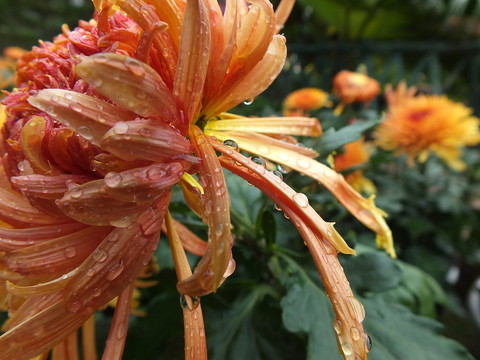 菊花