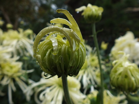 菊花