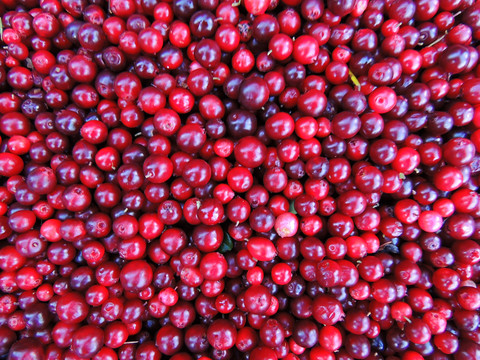 北國紅豆
