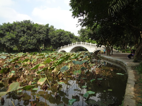 荷塘 荷葉 拱形石橋 藍(lán)天白云