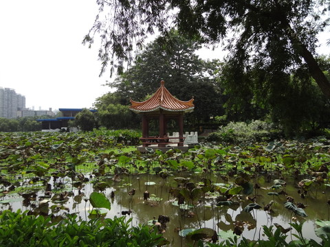 荷塘 荷葉 藍(lán)天白云