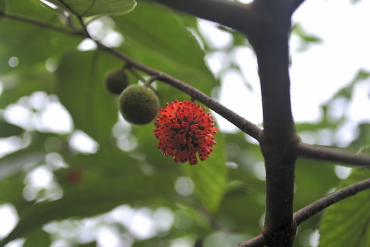 紅果