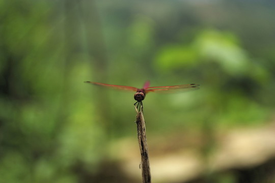 紅蜻蜓
