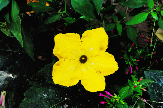 南瓜花