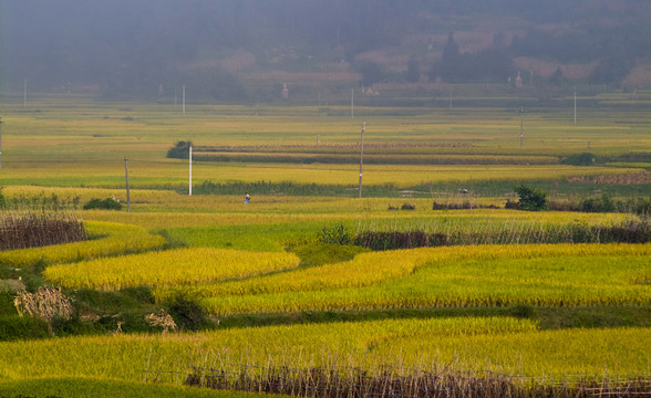 田野