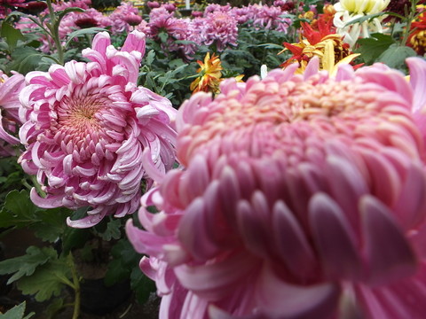 菊花
