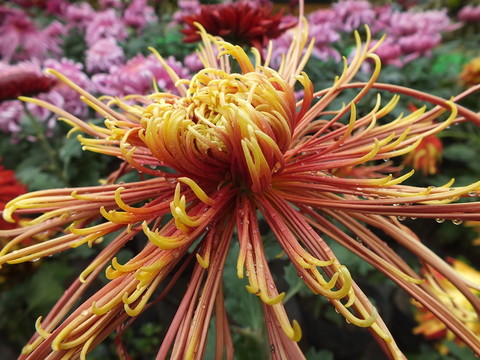 菊花