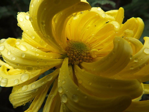 菊花