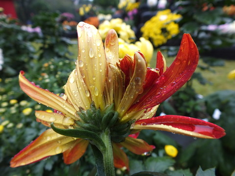 菊花