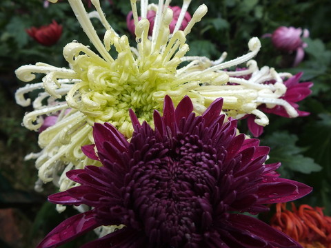 菊花