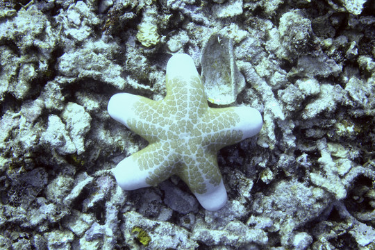 海星