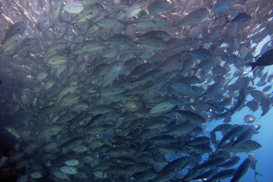 JACKFISH風(fēng)暴