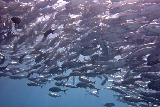 JACKFISH風(fēng)暴
