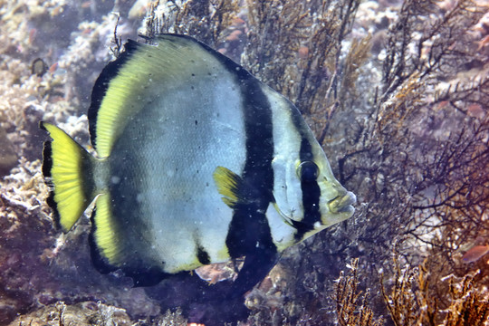 海魚