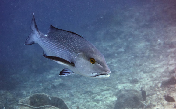 海魚