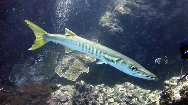 海狼