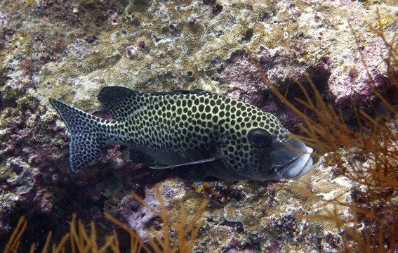 海魚