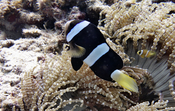 小丑魚