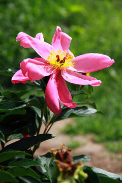 芍藥花