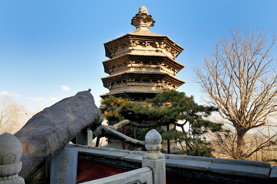北京戒臺(tái)寺抱塔松