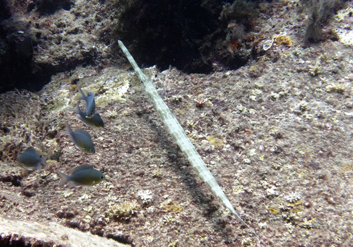 管口魚