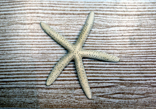 海星